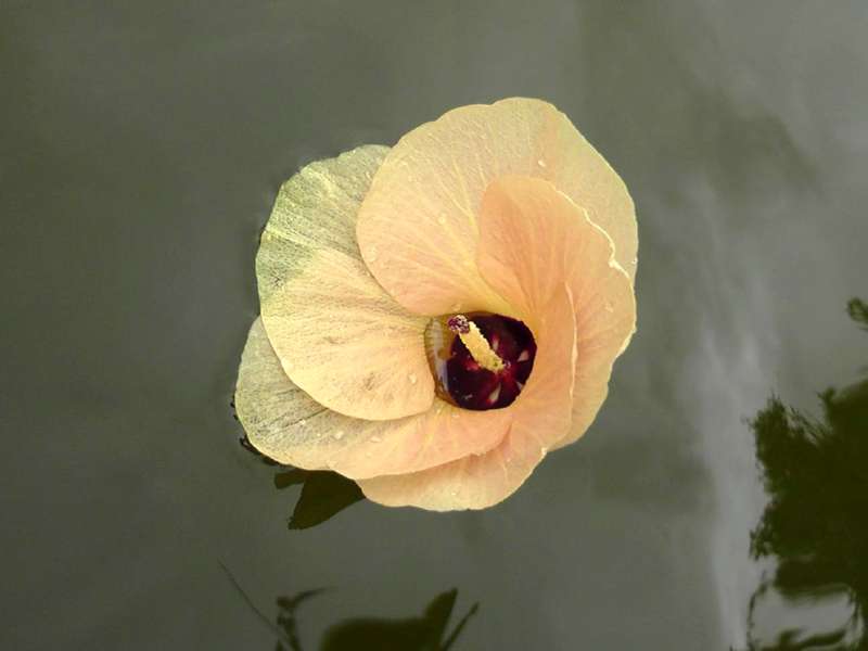 цветок из мангровых джунглей